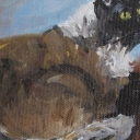 Kot