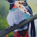 Koliber
